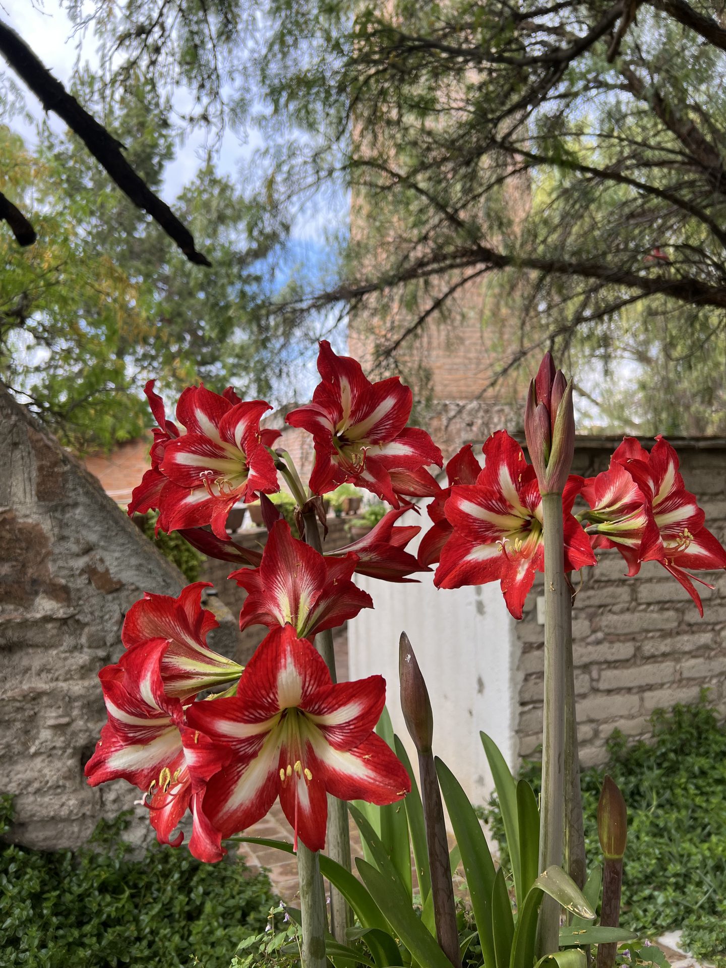 Flores en los jardines de Hacienda Cerro Prieto